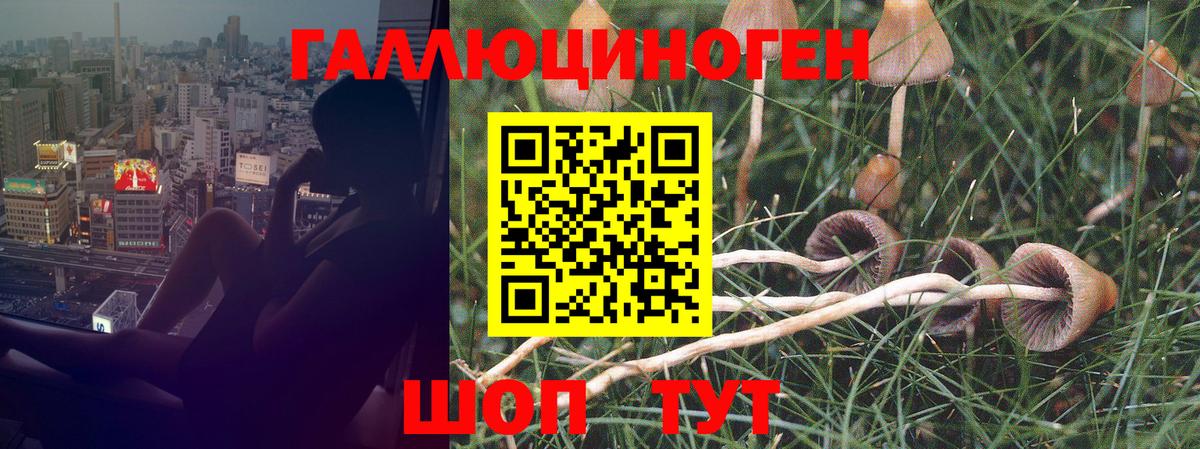 Чита  Псилоцибиновые грибы MAGIC MUSHROOMS  Вход с VPN 
